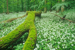 Bärlauchblüte im Nationalpark Hainich