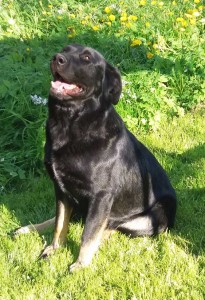 Ferienhof-Gerstel-Craula-Hofhund-Lotta